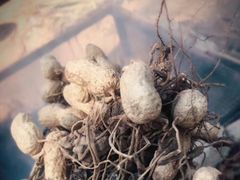 -北戴河集发农业梦想王国