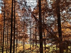 -黄海国家森林公园