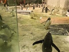 -大连圣亚海洋世界