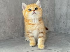 -小猫来了·猫舍(红山六九七九店)