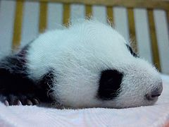 -成都大熊猫繁育研究基地