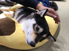 -逗柴咖啡屋·狗咖猫咖宠物桌游