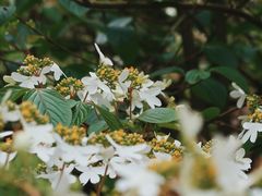 -深圳市中科院仙湖植物园