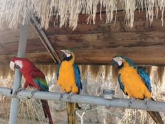 -西霞口神雕山野生动物世界