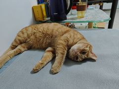 -天使宠物医院·犬猫分诊(彩虹店)