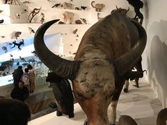 -墨尔本博物馆(Melbourne Museum)