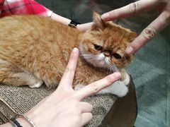-瞄一喵猫咖(格力海岸店)