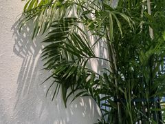 -丹礼糖甜品