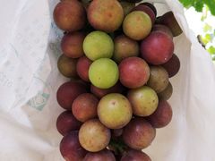 -马陆小张葡萄园农家乐