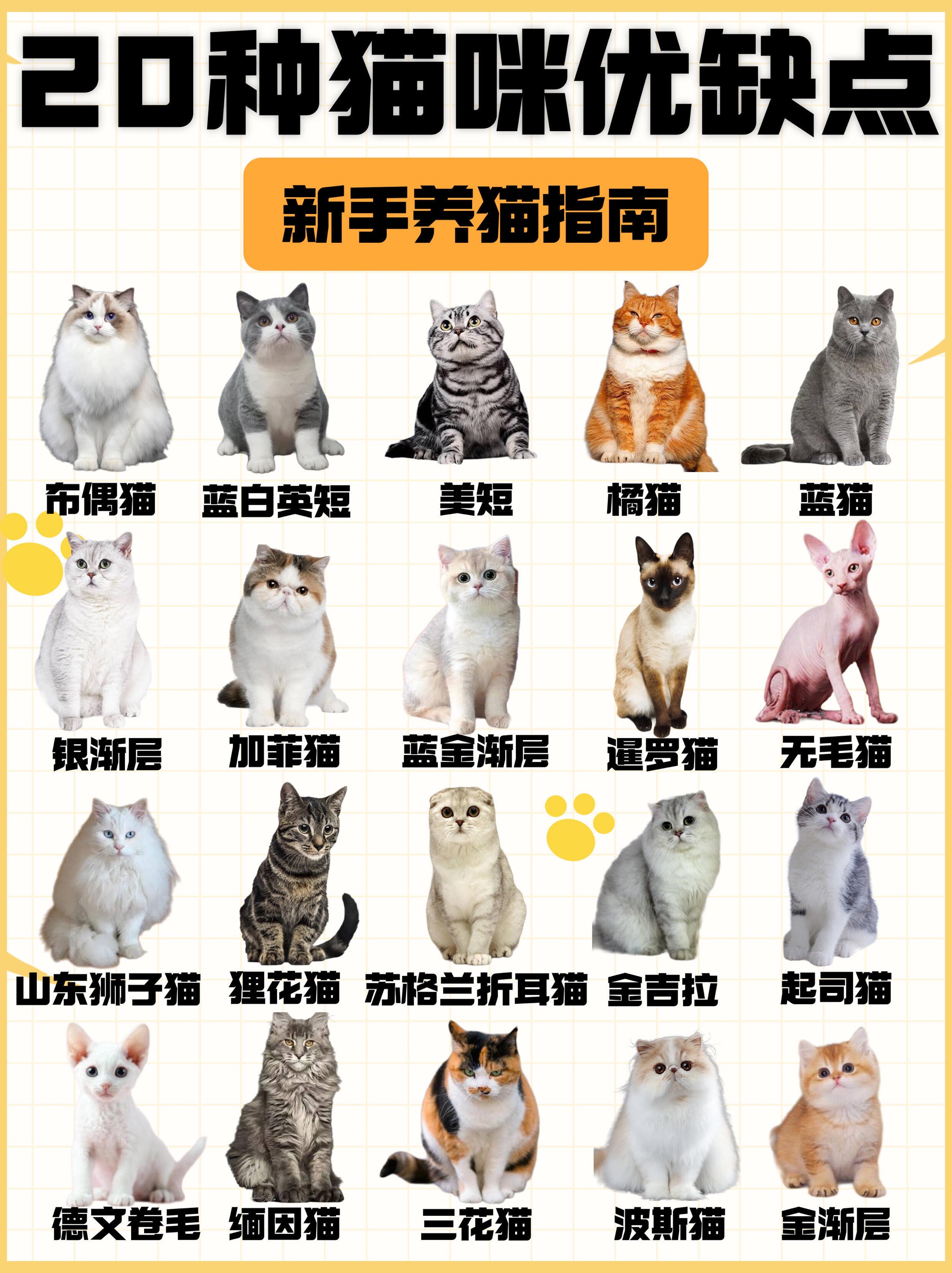 新手养猫指南❗20种猫咪优缺点