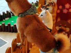 -南京Hallo宠物乐园·哈罗犬舍·柴犬繁育基地