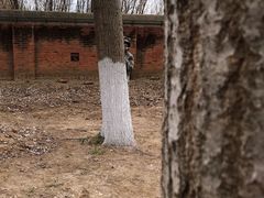 -亲兄弟真人CS团建拓展基地