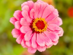 -花开海上生态园