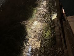 -武汉大学-樱园