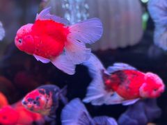 -溪岸路花鸟市场