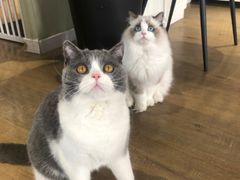 -东方名猫馆·英短金渐层布偶猫舍(环线广场1号楼店)