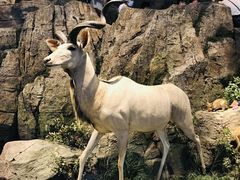 -陕西自然博物馆