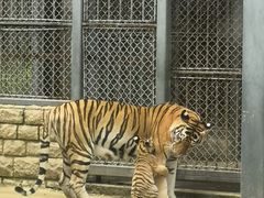 -上方山森林动物世界