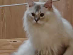-MOCHA明星猫咖(田子坊店)