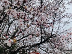 -南京老山国家森林公园