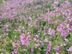 -古柏渡飞黄旅游区