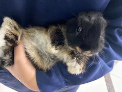 -佳雯宠物医院(四明中路分院)