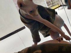 -藏猫猫咖啡主题馆(中央大道店)