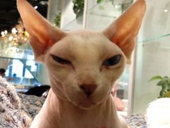-猫小院猫主题餐厅(三里屯店)