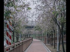 -广东花都湖国家湿地公园