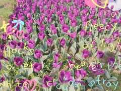 -花博汇(知音花月夜)