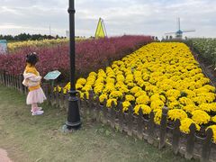 -荷兰花海