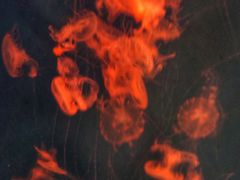 -多彩贵州城极地海洋世界