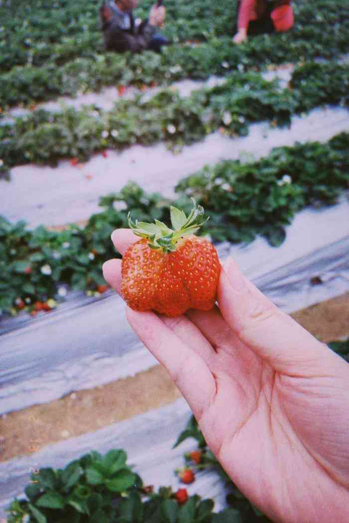百花庄草莓园图片
