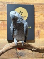 -Zoolung Zoolung动物主题公园(海信广场店)