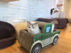 -momokira米努特·德文卷毛猫·棉花面纱犬