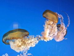 -太平洋海底世界