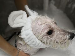 -Oh My Dog宠物沙龙(伊珊娜皮毛护理店)