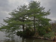 -海珠湖公园
