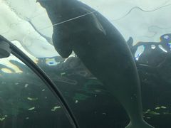 -悉尼海洋生物水族馆