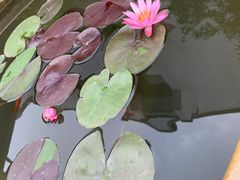 -龙华素斋(龙华路店)