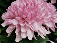 -菊花台公园