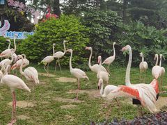 -广州长隆飞鸟乐园