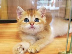 -袖虎·猫馆(体育西路店)