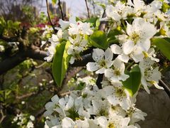 -南汇桃花村