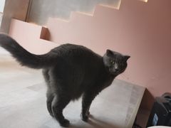 -猫儿山۰猫主题餐厅