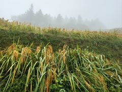 -紫鹊界梯田景区
