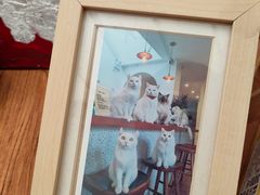 -有猫主题·治愈系猫咖(曾厝垵店)