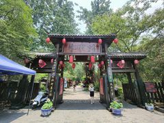 -合肥滨湖国家森林公园