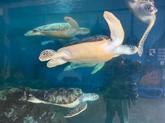 -广东惠东海龟国家级自然保护区