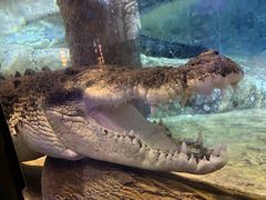 -迪拜水族馆及水下动物园